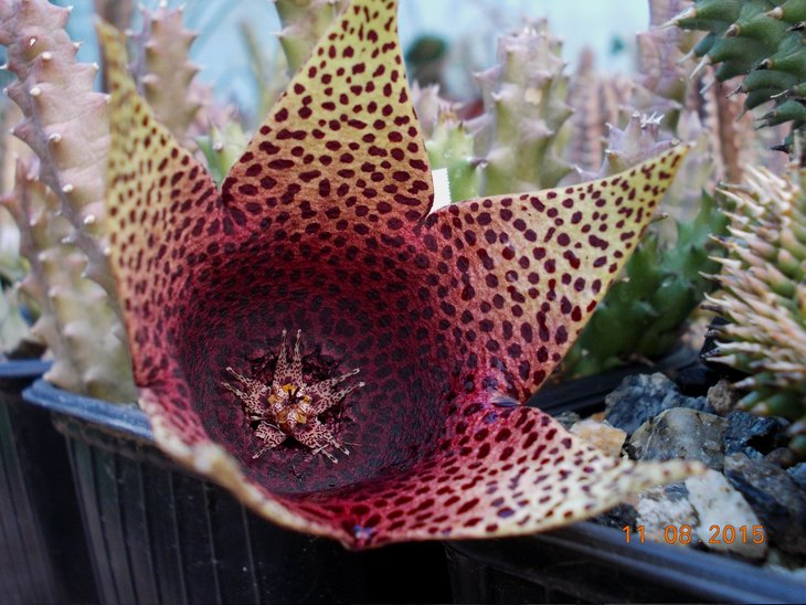 Tavarorbea