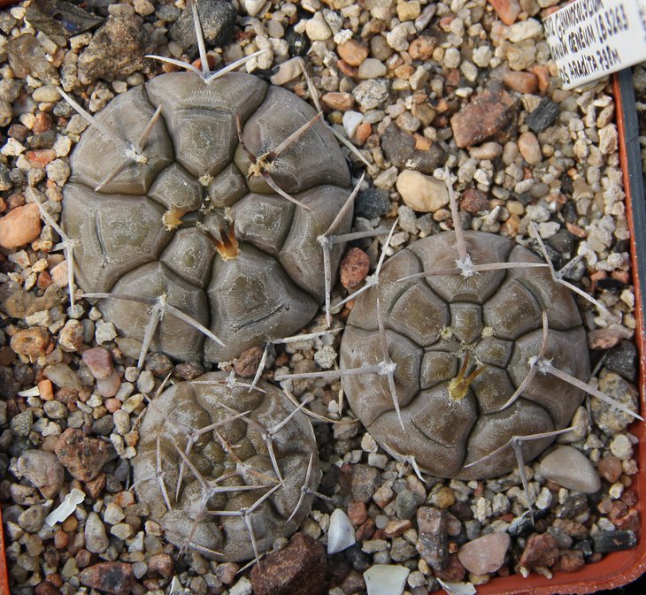 Gymnocalycium borthii nogolense LB3263 Los Aradida 798m  Bercht3312