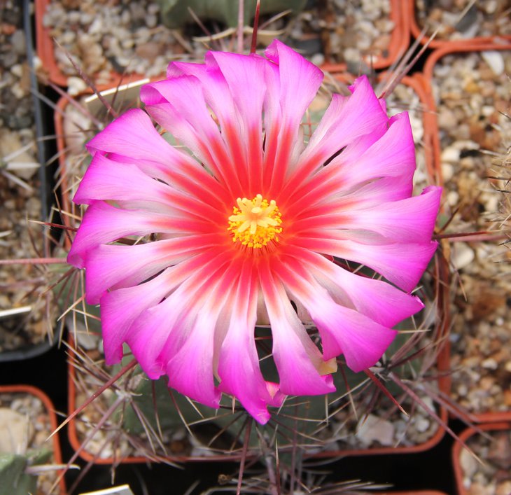 Thelocactus bicolor ALPIN BUREL