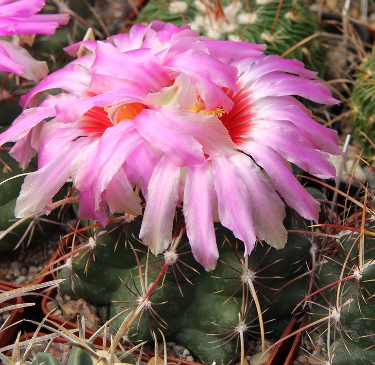 Thelocactus bicolor commodus
