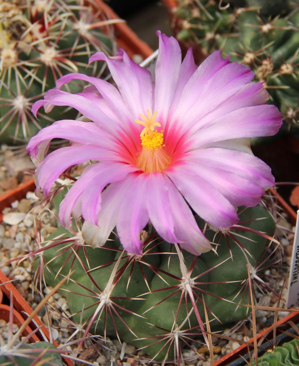 Thelocactus bicolor pottsii SB77