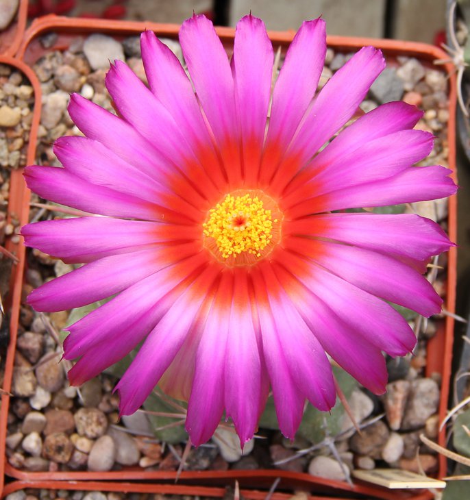 Thelocactus heterochromus
