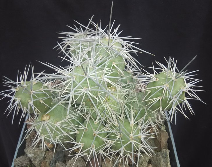 Tephrocactus alexanderi atratospinus CJH 75.jpg