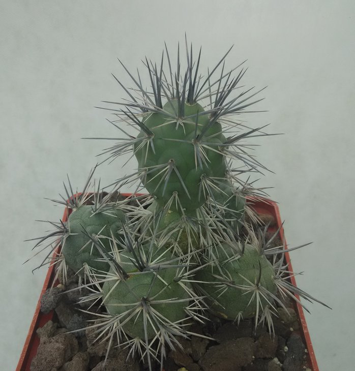 Tephrocactus alexanderi atratospinus.jpg