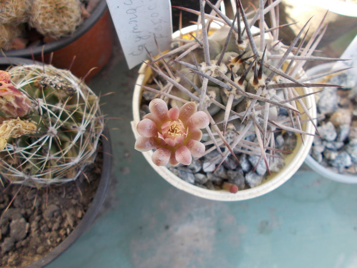 Gymnocalycium ferocior.JPG