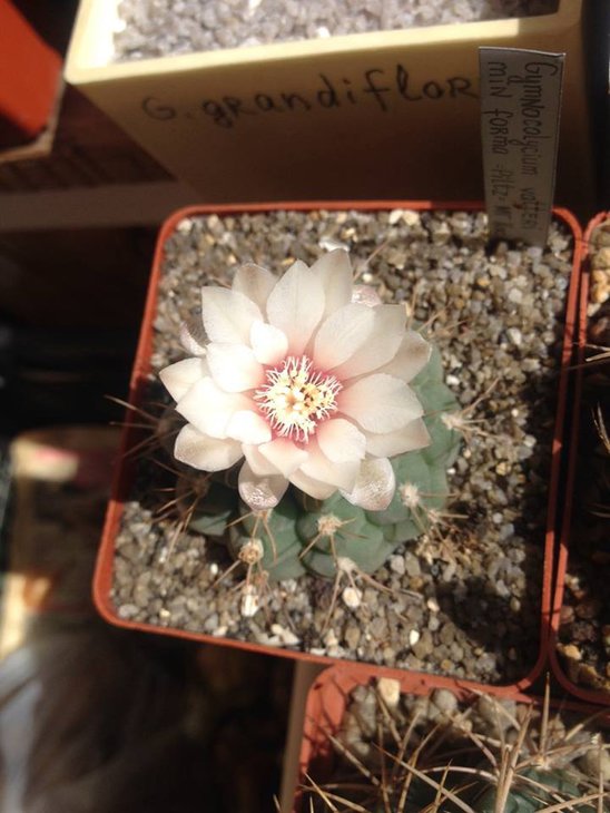 G.vatteri f.mini