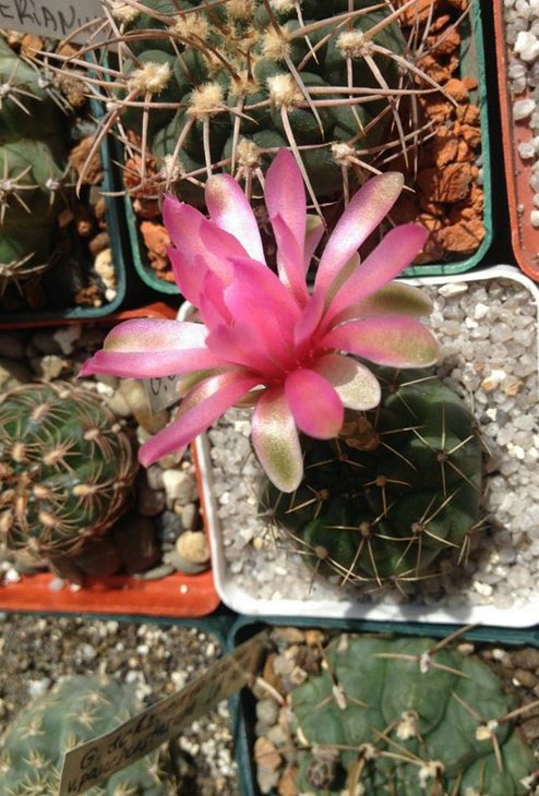 G.baldianum