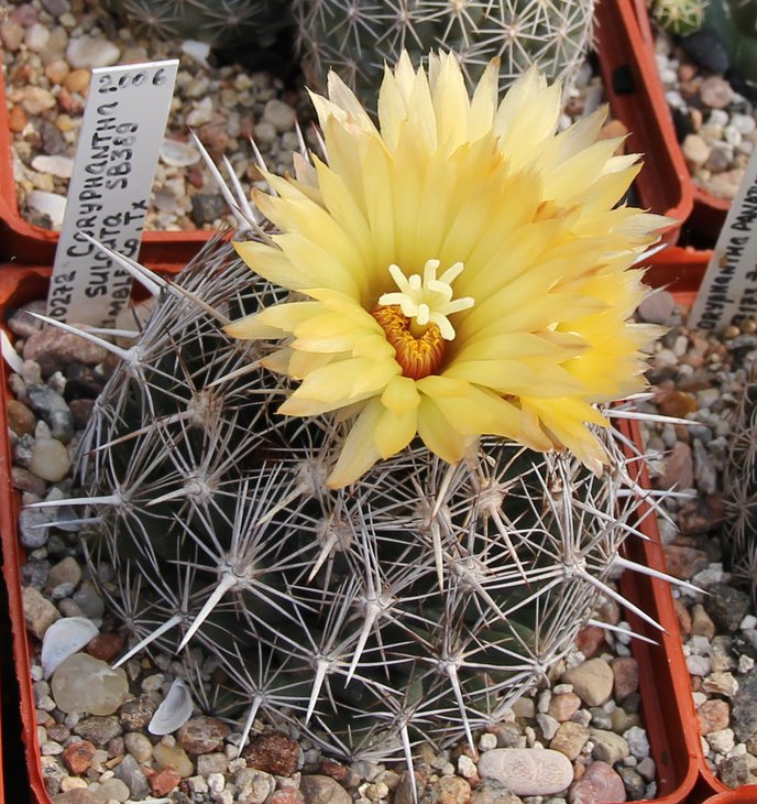 Coryphantha sulcata SB389