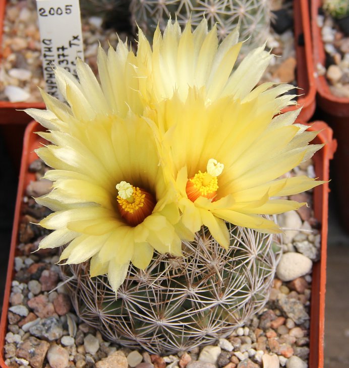 Coryphantha echinus SB377