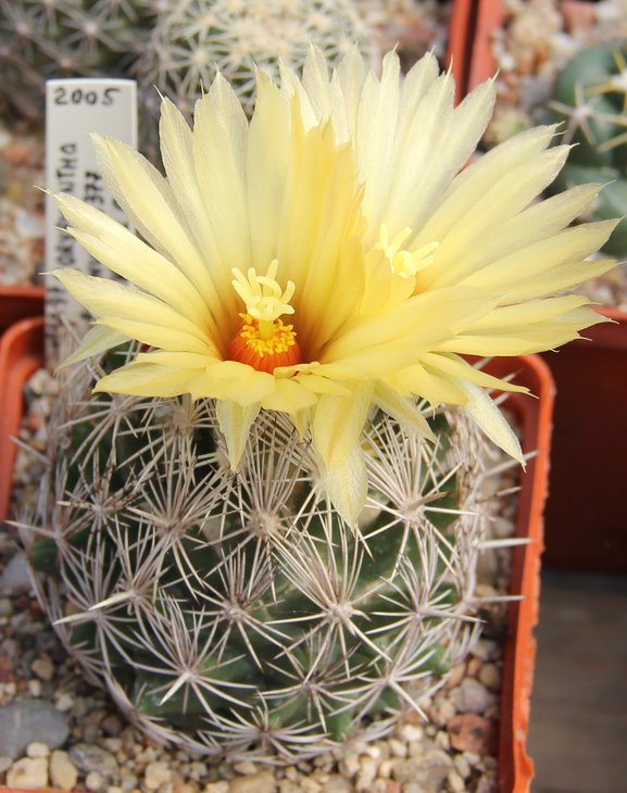 Coryphantha echinus SB377.