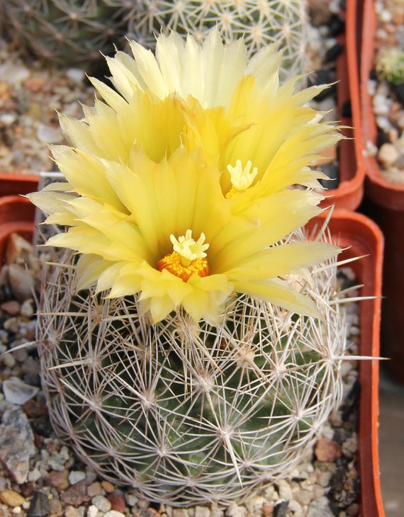 Coryphantha echinus SB377..