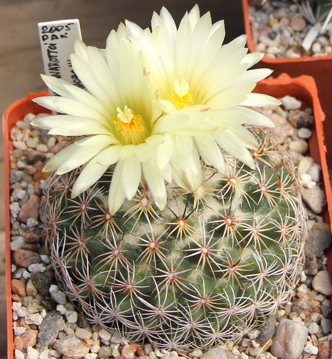 Coryphantha panarottoi Z173