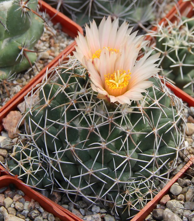 Coryphantha maiz tablacensis Kohres