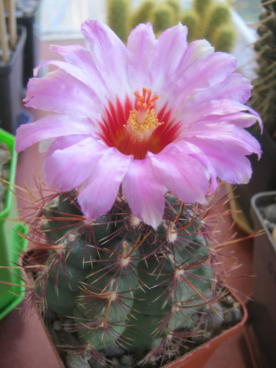 Thelocactus bicolor texensis