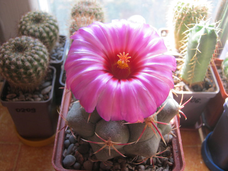 Thelocactus bicolor heterochromus