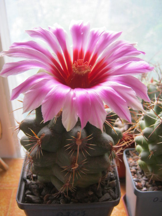 Thelocactus bicolor commodus
