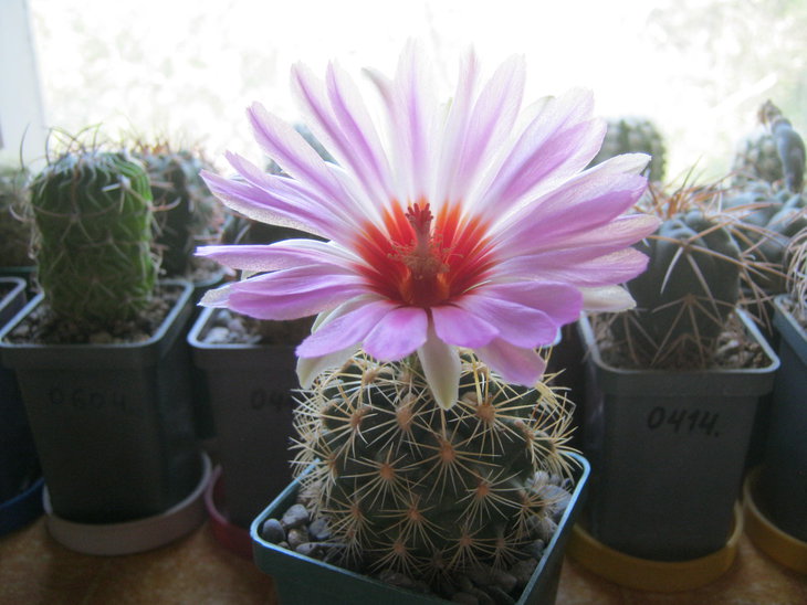 Thelocactus bicolor schwarzii