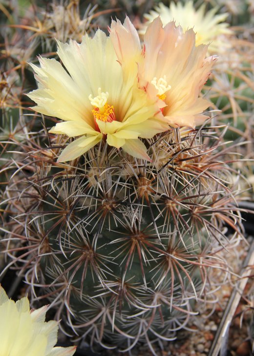 Coryphantha kracikii KKR339