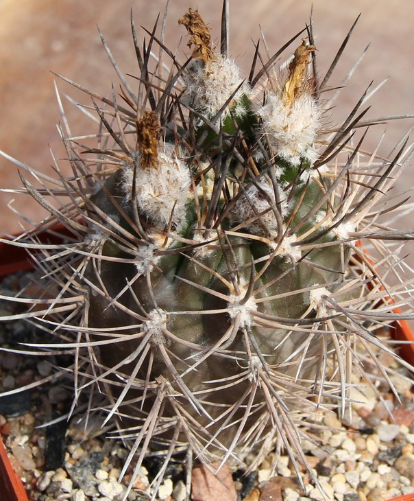 Pyrrhocactus bisi JS227.