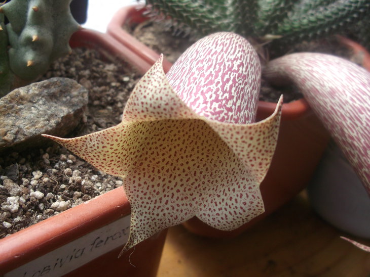 DSCF3745.JPG