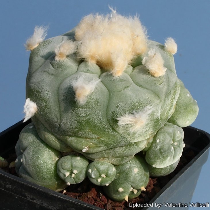 Lophophora_diffusa_subs._kubesae_10076_l.jpg