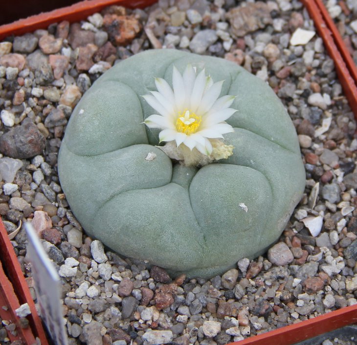 L.diffusa swobodiana km 106,roas 120 Quer