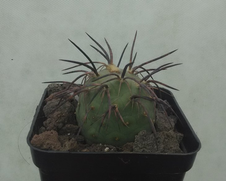 Tephr.geometricus HPT 375.jpg