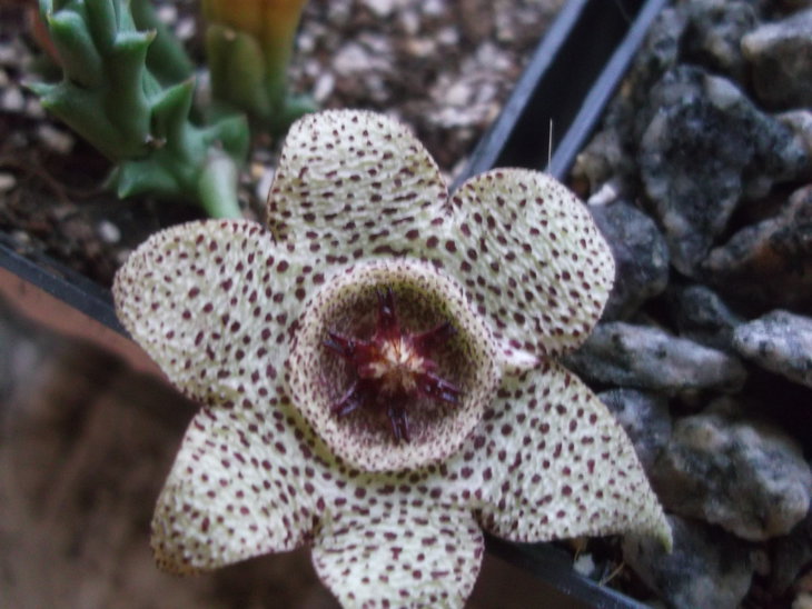 DSCF4121.JPG