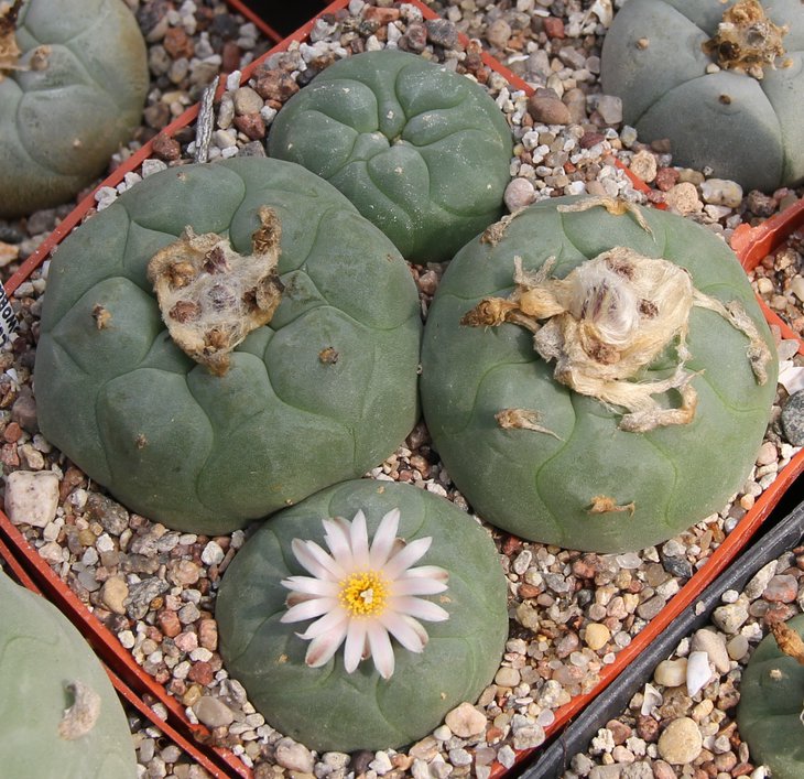L.kohresii (viridescens) coll.Swoboda  E of  Cerritos-San Bartolo SLP