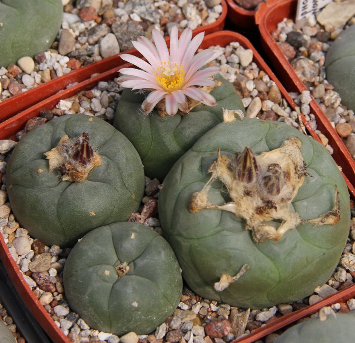 L.kohresii VM 212 Morita