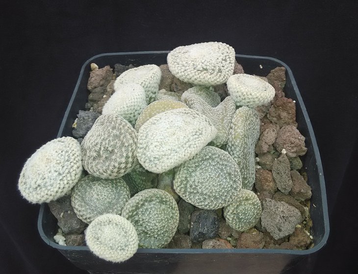 Puna clavarioides forma white.jpg