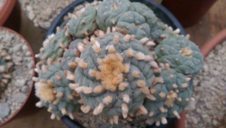 Lophophora williamsii, Huizache, SLP, растение и фото <br />Sahand Zamanzadeh