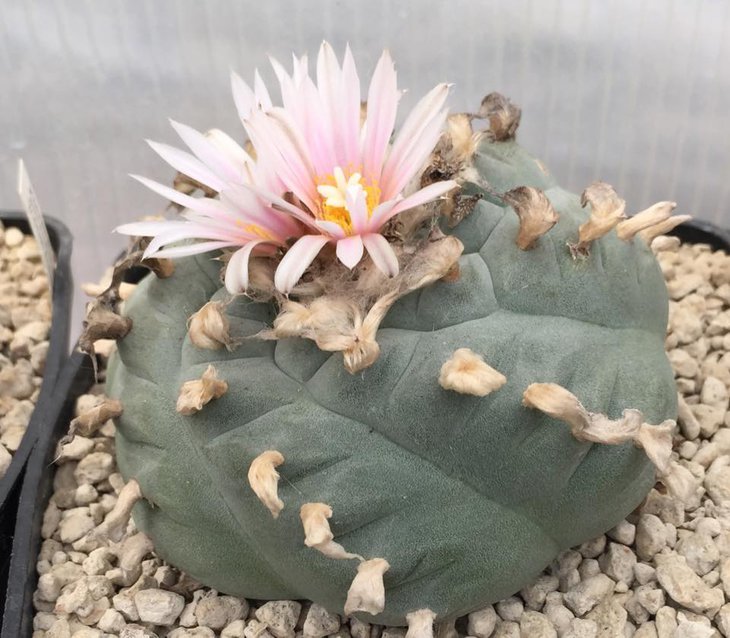Lophophora williamsii, Huizache, SLP