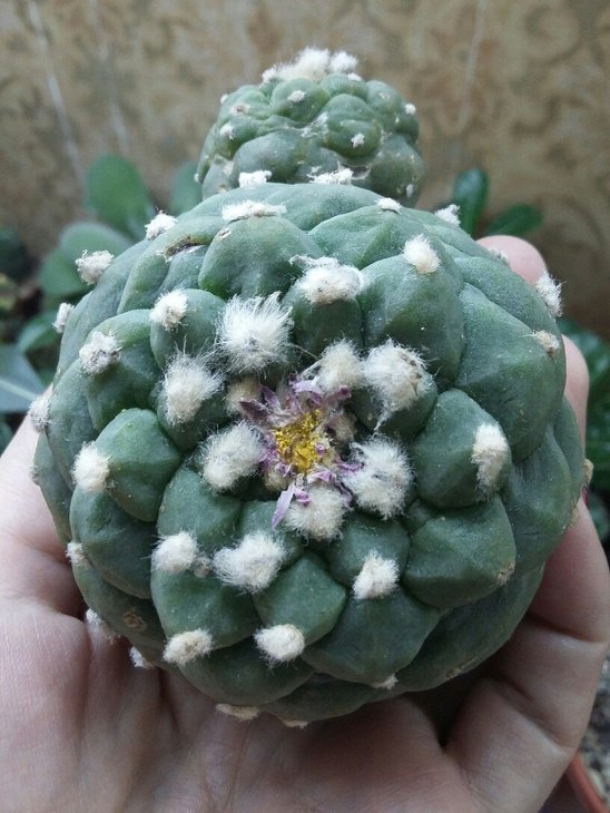 Lophophora fricii x koehresii hybrid
