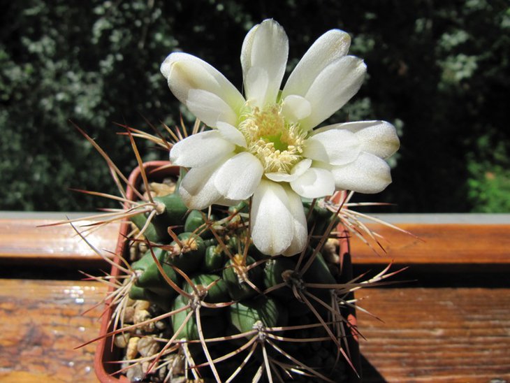 Gymnocalycium pungens
