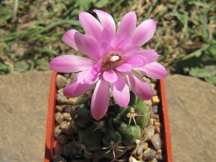 Gymnocalycium joossensianum