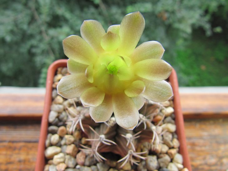 Gymnocalycium mihanovichii var. filadelfiense LB068