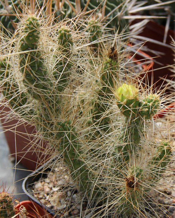 Tefrocactus weberi GP12 Termas de Fiambala 1939m Cat.