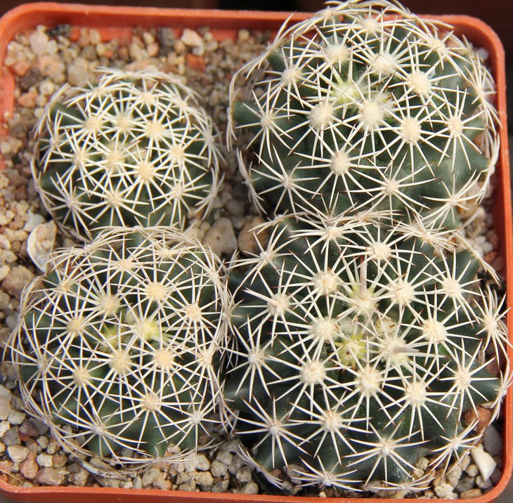 Coryphantha sulcata SB486 Val Verde