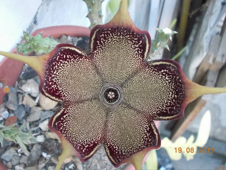 Edithcolea grandis