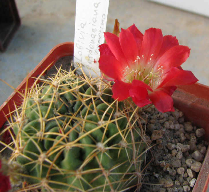 Lobivia zecheri ???