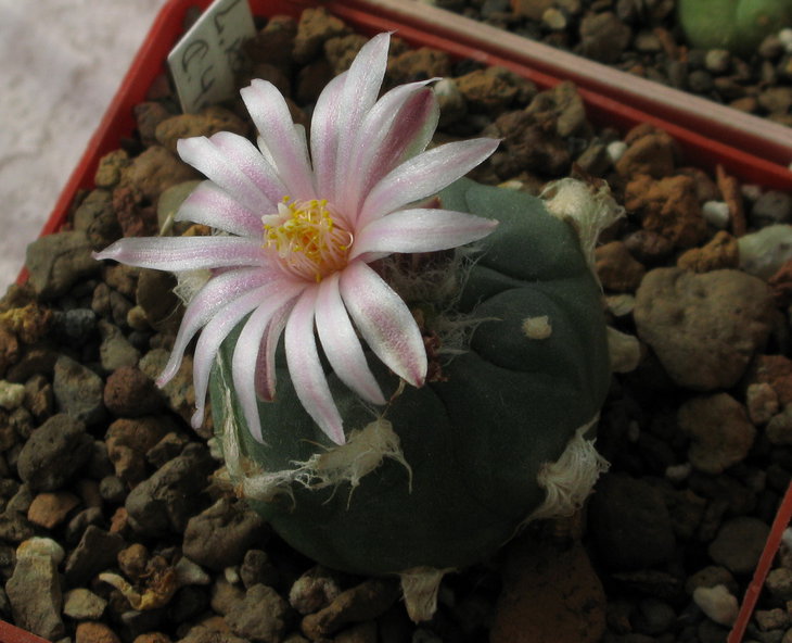 L. diffuse var. koehresii Riha, «Kaktusy» 32: 70 1996. Синоним L. diffusa ssp. viridescens Halda. 9, 10, 21-25;2<br />9, 10, 21-25;2