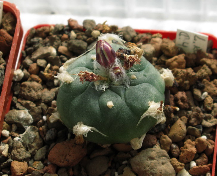 L. diffuse var. koehresii Riha, «Kaktusy» 32: 70 1996. Синоним L. diffusa ssp. viridescens Halda. 9, 10, 21-25;2