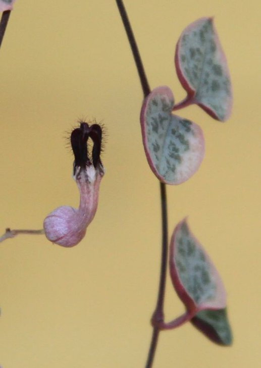 Ceropegia woodii f. variegata