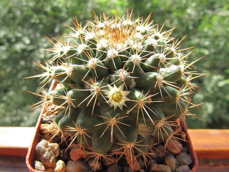 Mammillaria  mammillaris