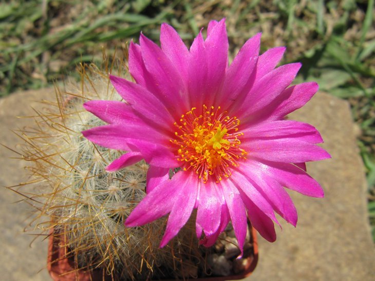 Mammillaria guelzowiana