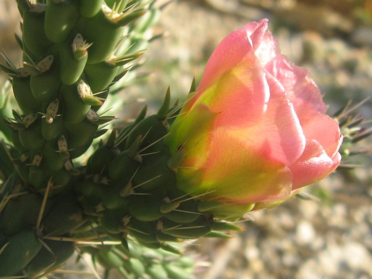 viridiflora.JPG