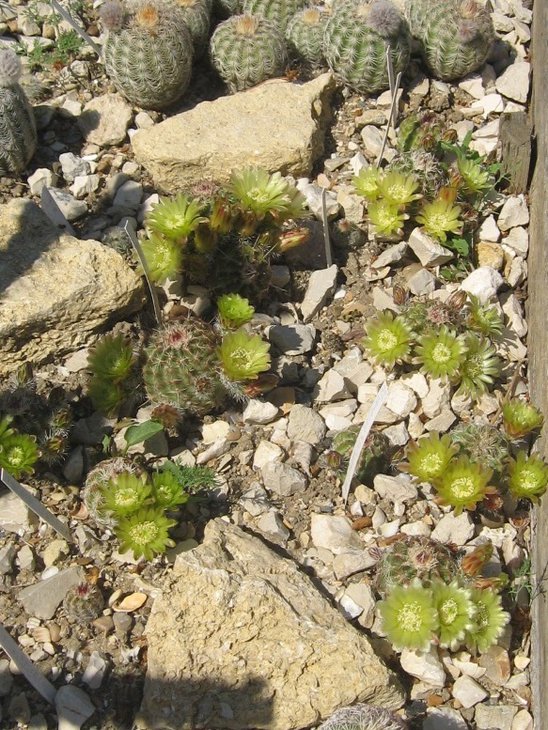 viridiflorus.JPG