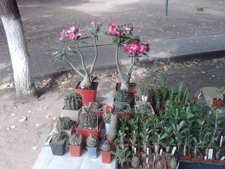 P21-08-15_10-02.jpg
