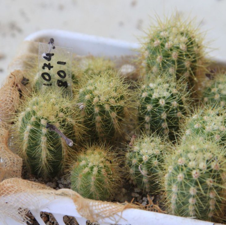 1074,801        !       candicans aff. VG-231, Las Higueritas, La Rioja, 1500m  длин толст извив желт кол